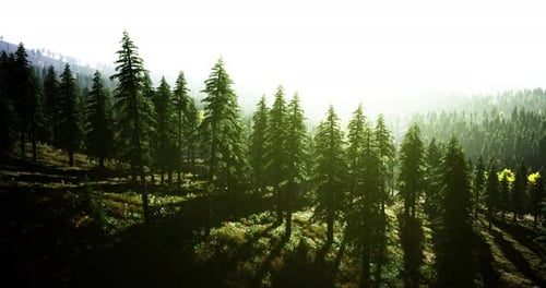 Sunlight Filters Through Tall Evergreen Trees in a Serene Forest Setting