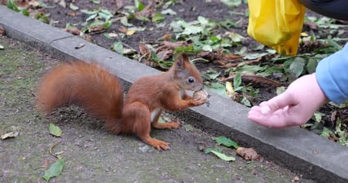 A squirrel in an autumn park takes a nut from a woman's hand. Shooting in autumn.
