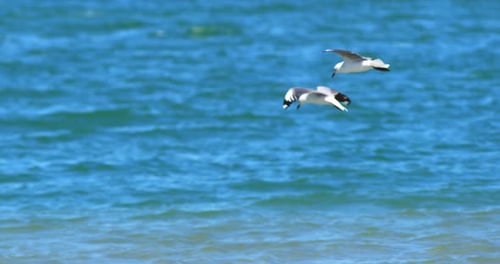 Seagulls flying and floating on air currents of wind. Big seagulls soaring and glide over the ocean,