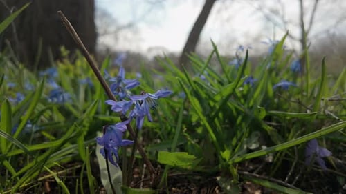 Spring Time Shot of Flowering Scilla Siberica Plant Beautiful Wild Blue Flower Blossom on Park Close