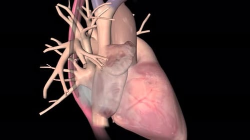 3D Animation of a Pumping Human Heart and Cardiovascular System