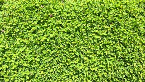 Dense Green Ivy Ground Cover Carpet Slow Motion Pan Outdoors Spring