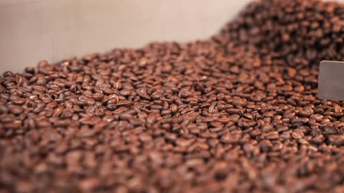 Close-up roasted coffee beans moving and mixing in drum roaster in slow motion. Static shot