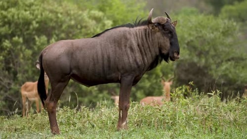 Side view of Horned Gnu Wildebeest in African Wildlife Preserve, Full Shot