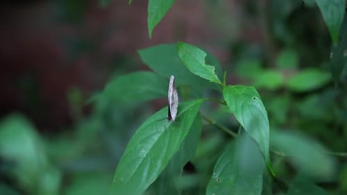 Grey color small butterfly resting on a green leaf