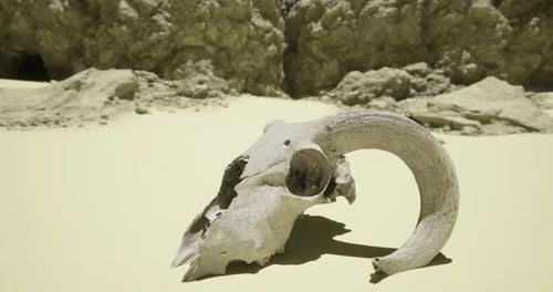 A Ram Skull Lies on the Sandy Desert Floor Illuminated By Bright Sunlight