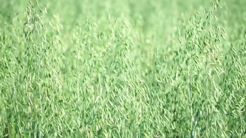 Green Oat Ears Sway By Wind on Field at Sunset Scenic Summer Landscape Oat Avena Sativa Organic