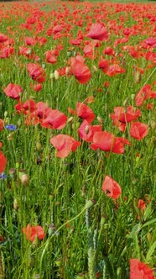 Vertical footage of a field with red poppy flowers