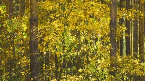 Autumn Mood