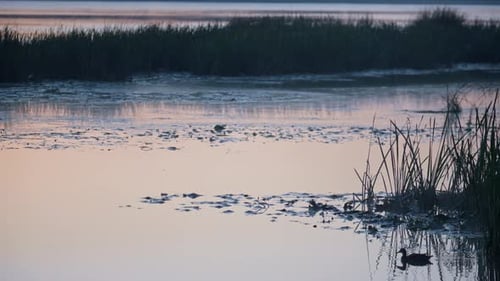 Silhouette duck swimming in a peaceful pond reflecting the evening sky