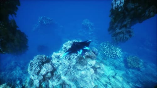 Animated Manta Ray Swimming Over Coral Reef