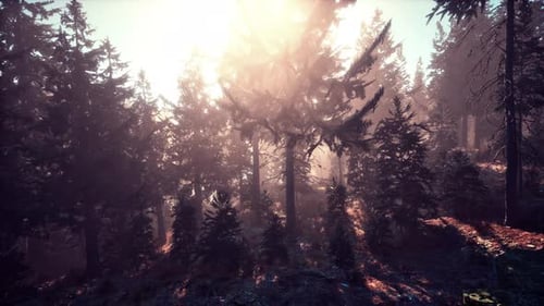 Fallen Autumn Leaves and Needles in the Autumn Pine Forest