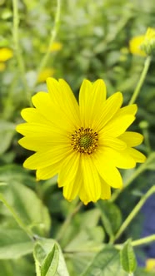 Bright yellow flower of pretty Helianthus pauciflorus plant in breeze