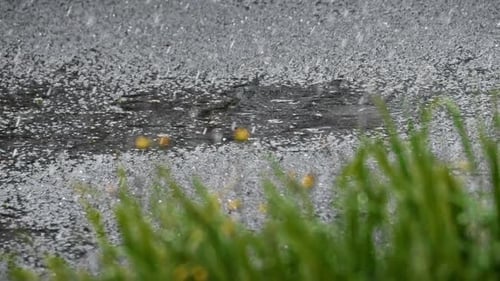 Rainy Day on Asphalt, Puddles Forming
