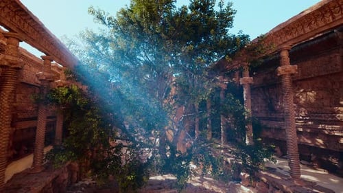Tree Growing Inside Urban Building