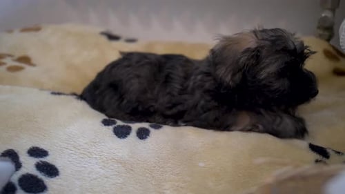 Detailed view of adorable puppy dog lying down on cute cosy doggy pillow looking into camera and fal