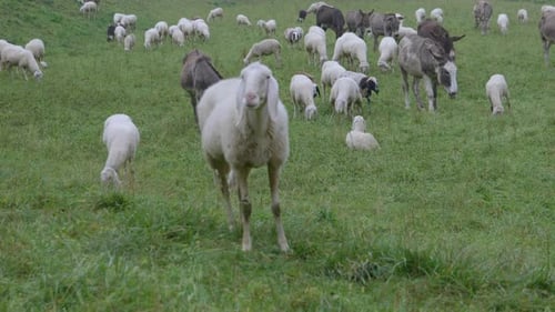Sheep Meadow