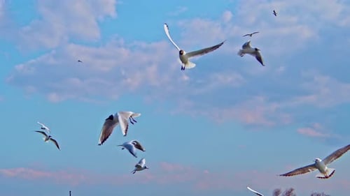 Flock of seagulls flying against bright blue sky