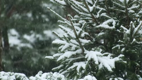Landscape with evergreen pine trees covered with snow during heavy snowfall in winter forest