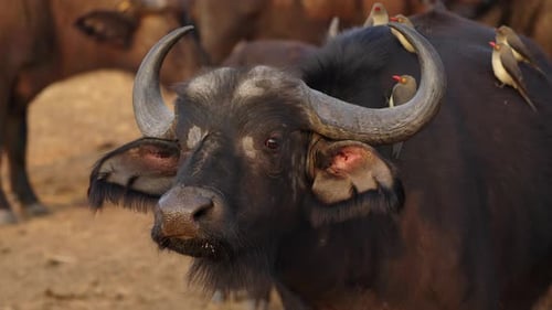 Gros plan d'un gros buffle africain regardant la caméra avec de jolis oiseaux posés sur son corps, avec un Amaz
