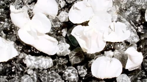 White Flower Petals Falling on Gray Stones