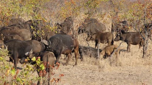 Cape Buffalo Herd Grazing in the African Bush