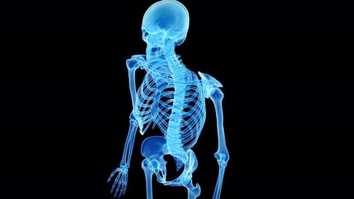 Das Modell des menschlichen Skeletts rotiert, um die gesamte Wirbelsäulenstruktur zu zeigen