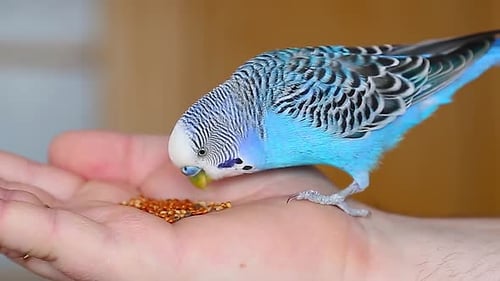 Blue Parakeet Eating Seeds From a Hand