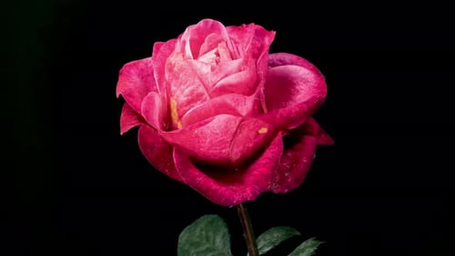 Time Lapse of Rose Wilting and Dying