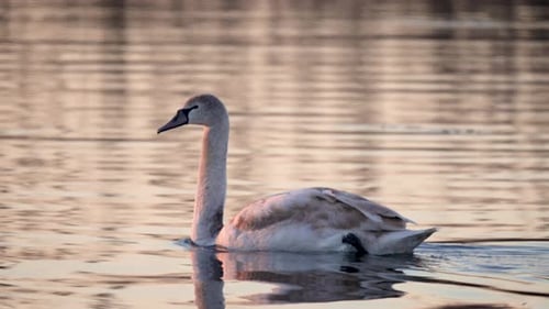 Schwan mit grauen Federn schwimmt auf dem See Gänse und Enten der jüngeren Generation in der Wintersaison