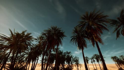Peaceful Twilight Featuring Majestic Palms Silhouetted Against Vibrant Teal Sky