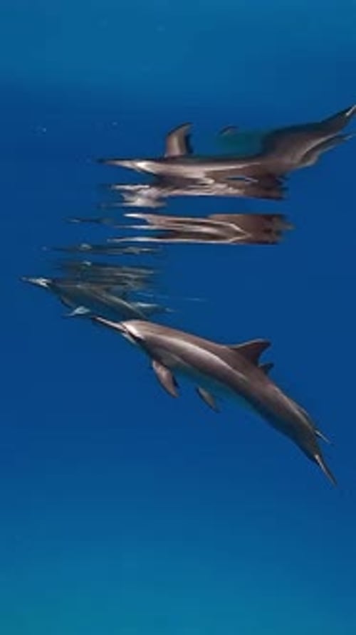 Dolphins Swimming Underwater in Blue Ocean