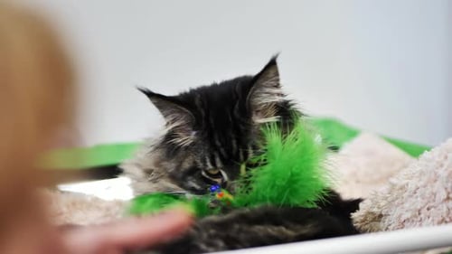 Maine Coon Kitten Playing with Green Feather Toy
