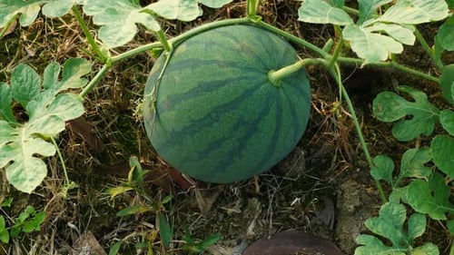 Wassermelone