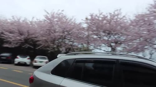 As cerejeiras florescem durante a primavera na Dalmaji-gil Road, na Coreia do Sul.