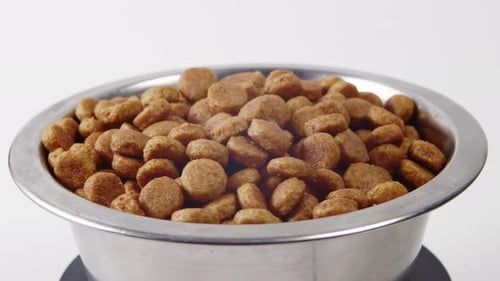 Dog Food in Shiny Silver Bowl Close Up