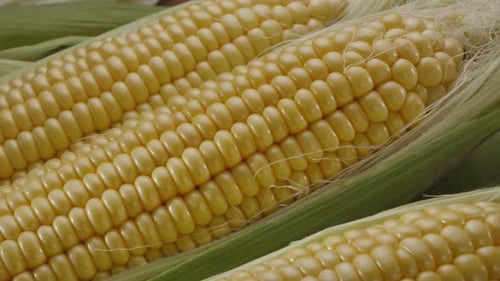 Fresh Yellow Corn on the Cob Close Up