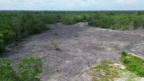 Devastated Landscape: Aerial View of Deforestation and Logging