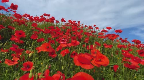 Wild red poppies spring season blue sky smooth glide