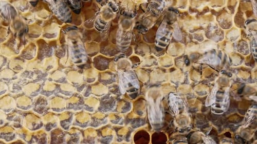 Karnika Family Bees Working Hive Collecting Honey in Summer Sealing Honeycomb