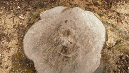 Slow pull out shot of a tree stump of a tree that has been cut down.