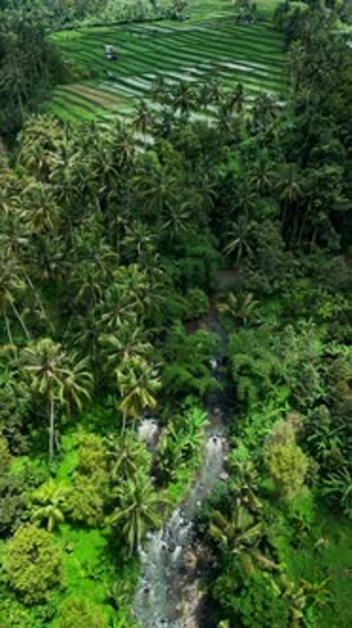 Vertical drone view of Bali rice fields farmland and winding river on a bright sunny day