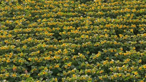 Sunflowers Blooming Under the Warm Sunlight, buin, metropolitan region, Chile