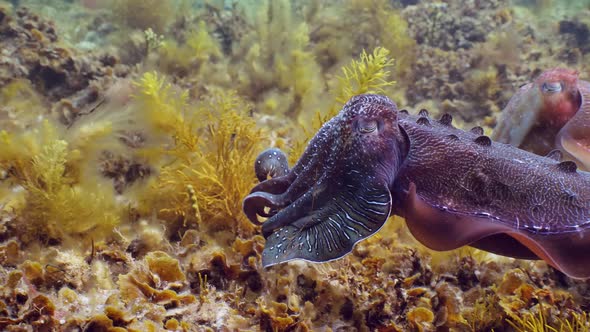 Giant Australian Cuttlefish Sepia apama Migration Whyalla South ...