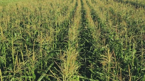 Green Maize Corn Field Plantation In Summer Agricultural Season