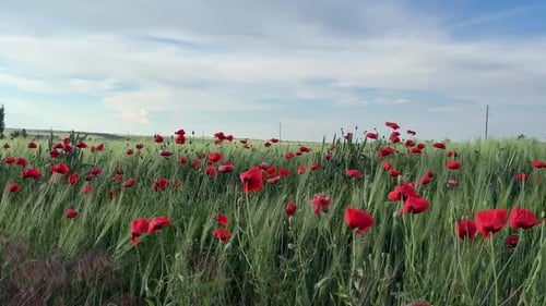 Feld mit Pflanzen und blühenden Mohnblumen, die sich im Wind wiegen. Kamera nach rechts schwenken
