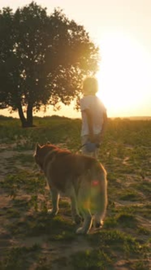 Walking a Friendly Dog in a Beautiful Field During a Lovely Sunrise Soaking in Natures Beauty