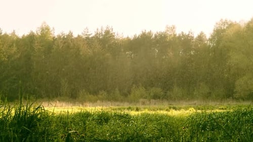 Frühling