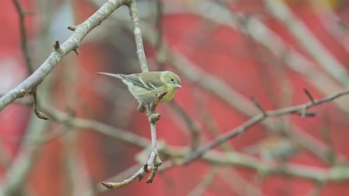 Pine Warbler bird perched on a tree in winter with a red blurred building in background.