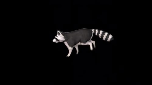 Raccoon Run Idle 2